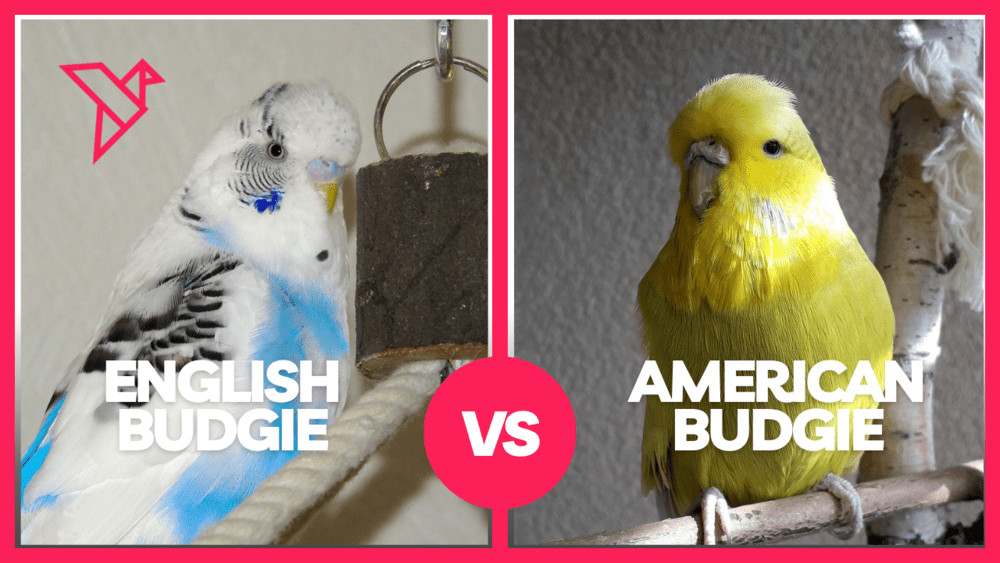 English budgie vs American Budgie