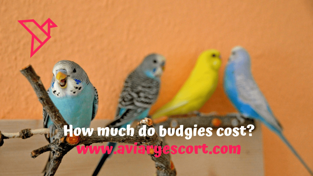 How much do budgies cost?