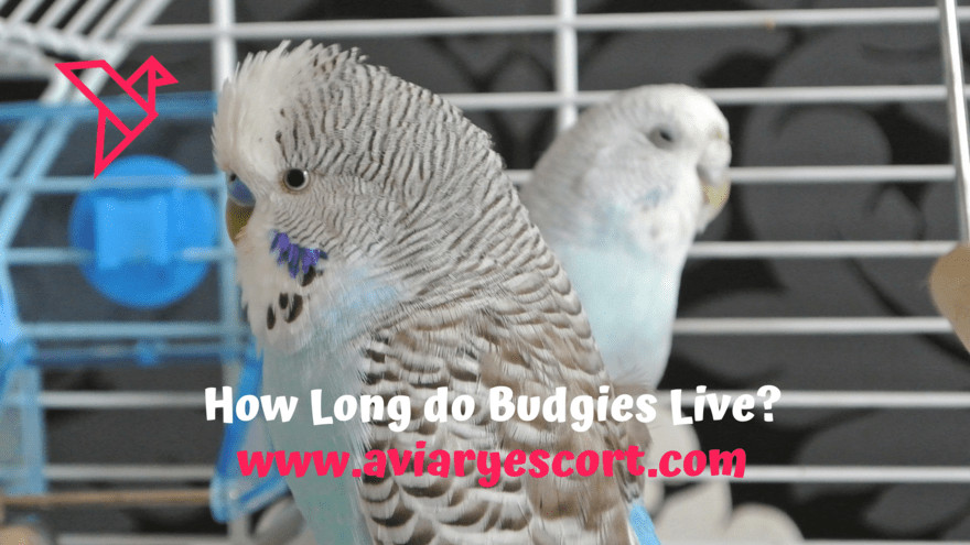 how long do budgies live