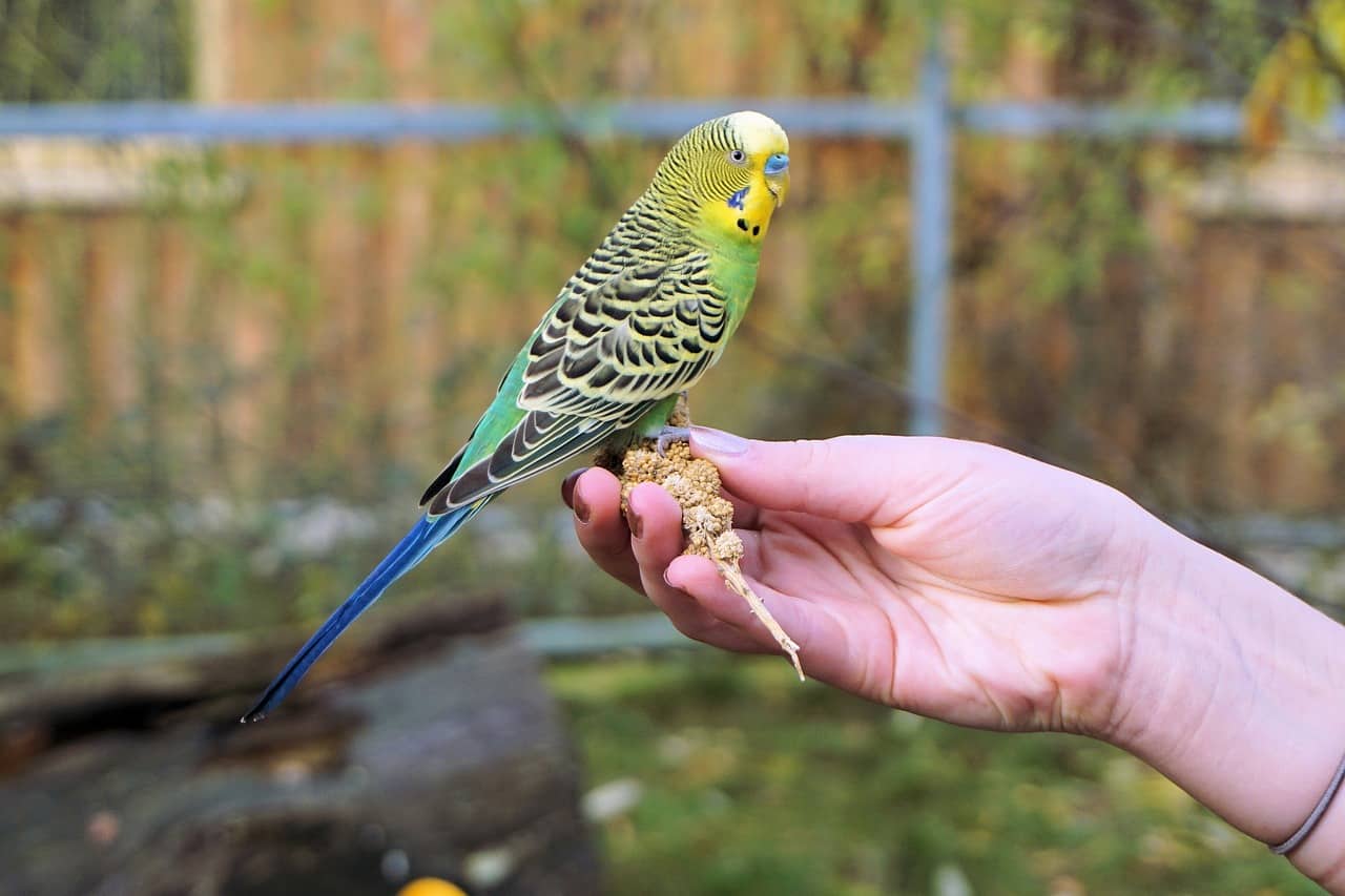 How Long Do Budgies Live Budgies Lifespan Aviary Escort