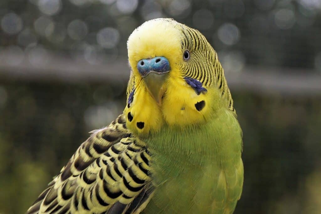 Determine The Sex of a Budgie