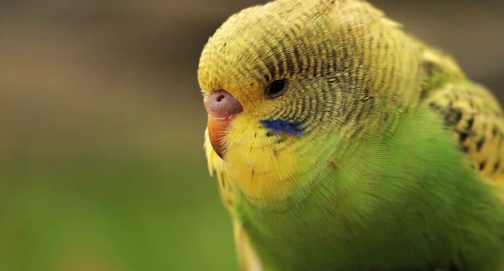 how to tell the gender of a budgie