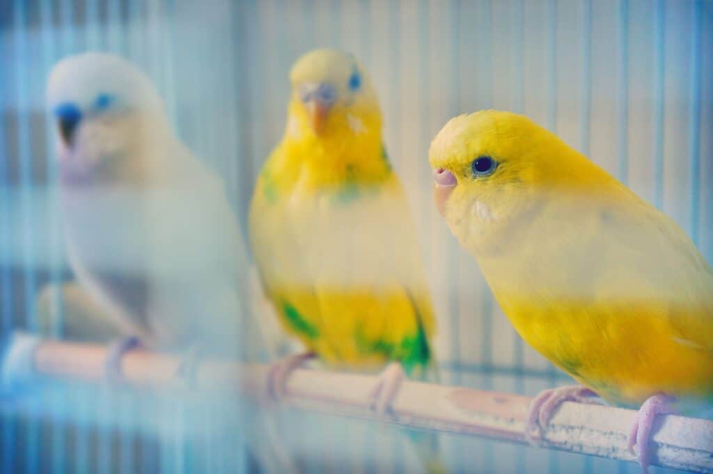 is budgie a good pet