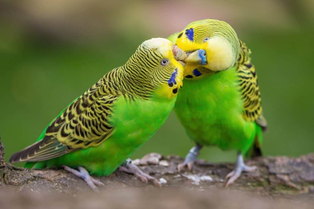 male and female budgie