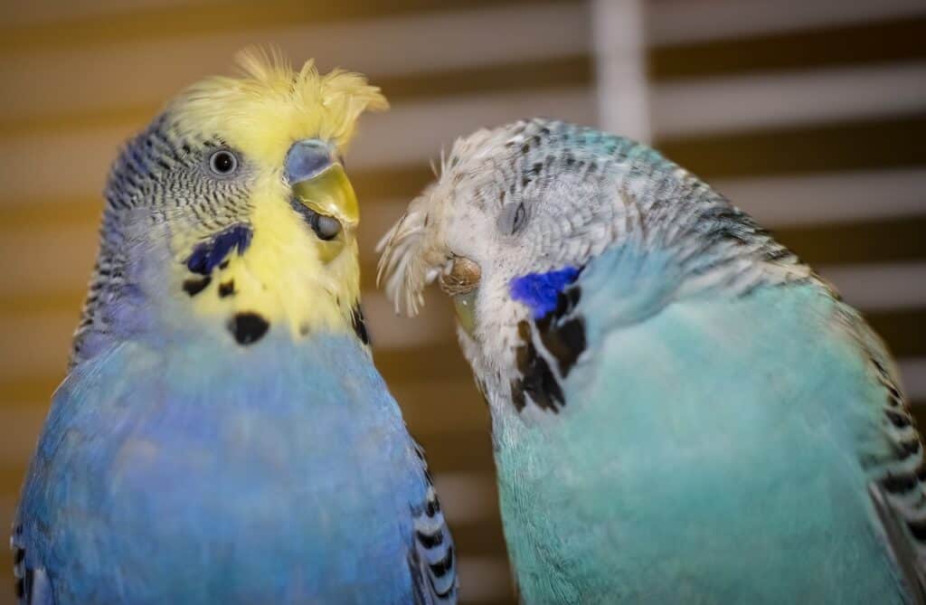 English budgies