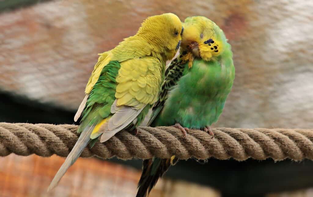 Budgies Breeding Season