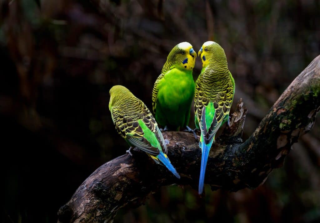 budgies