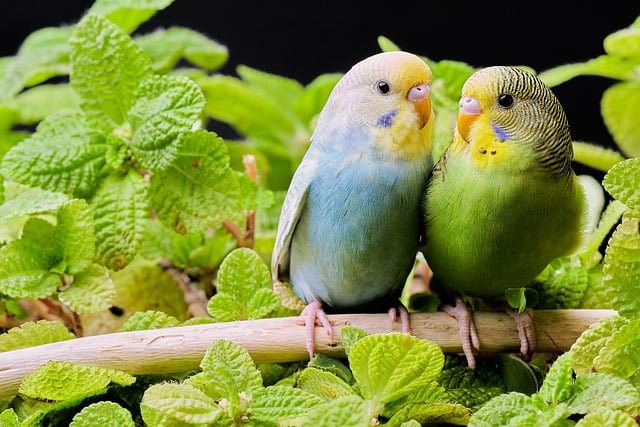 how long do budgies live