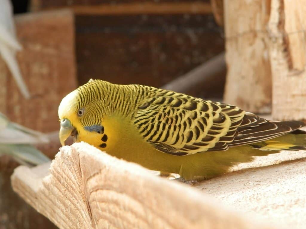 do budgies bite hurt?