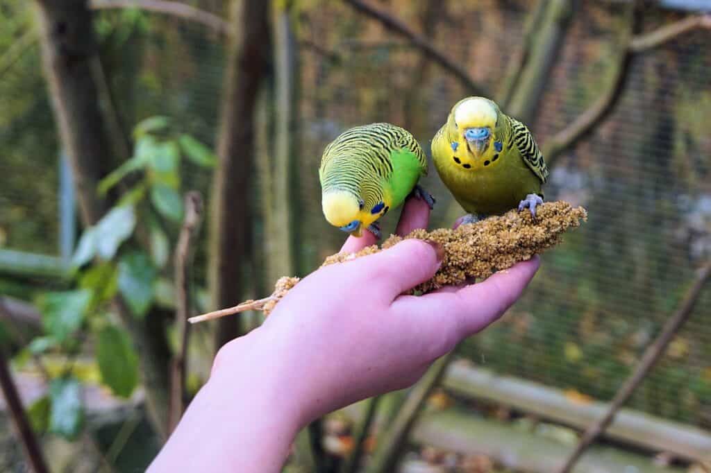 train budgie to free fly