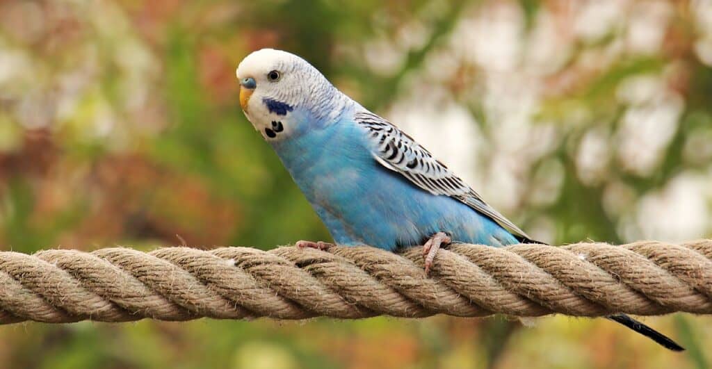 Are Budgies too loud for Apartments?