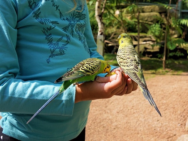 how to teach your budgie to talk