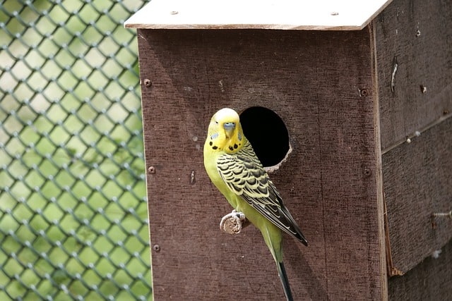 all about budgies