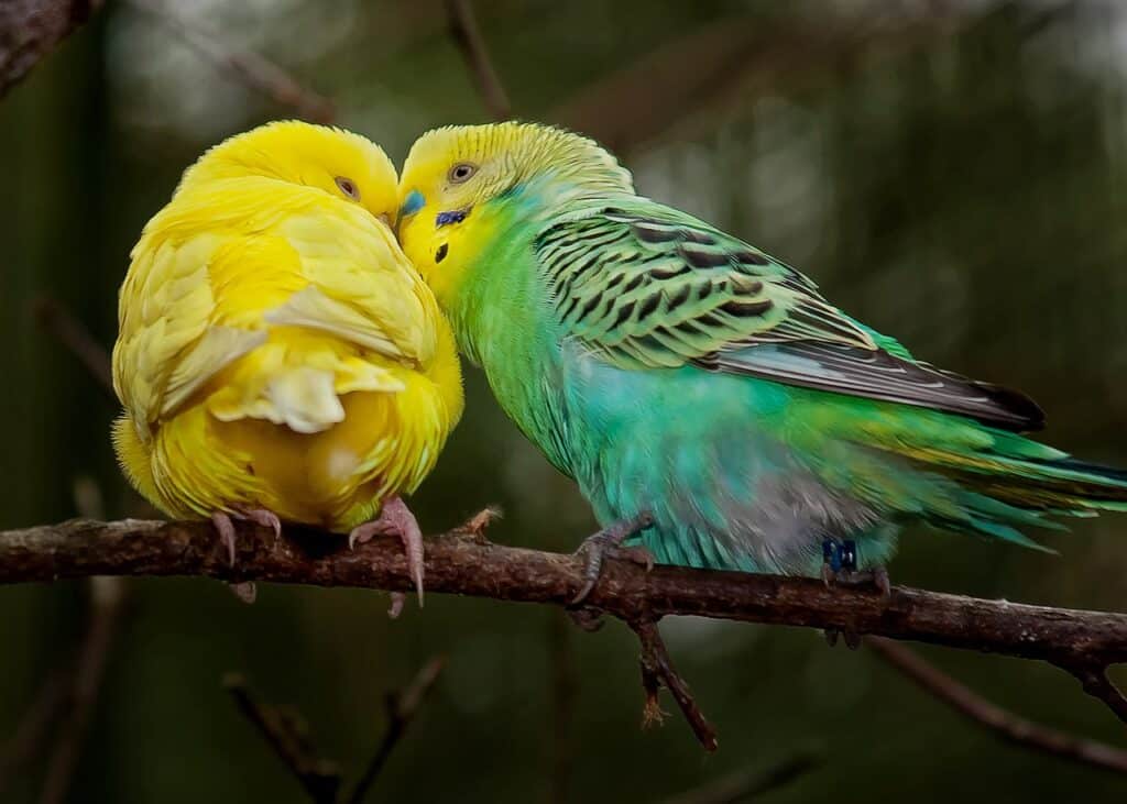 Are Budgies too loud for Apartments?