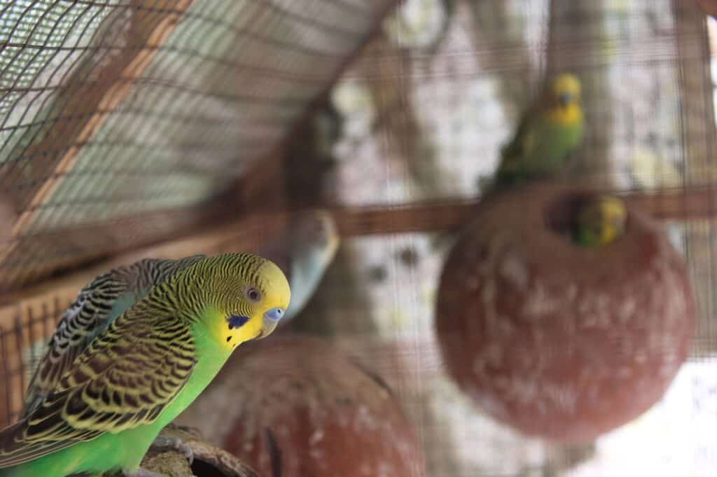 11 Reasons Why Budgies Break And Throw Their Eggs