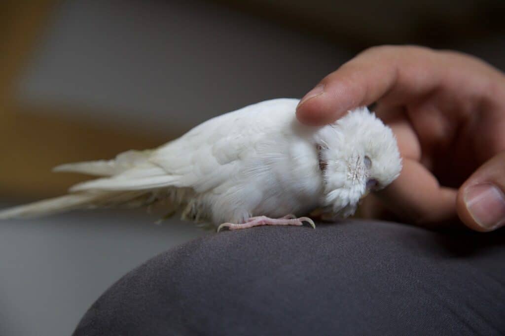 Dehydrated budgie