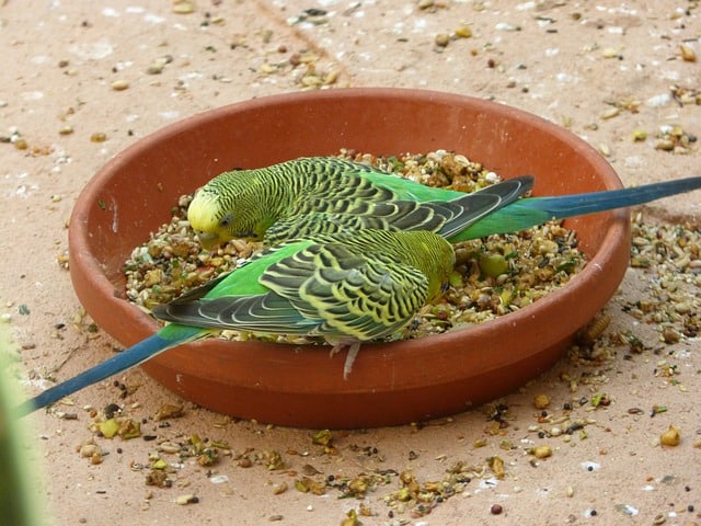 What seeds can budgies eat