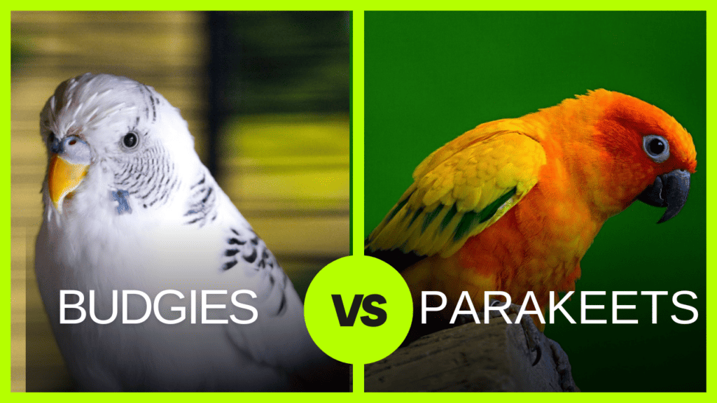 budgie vs parakeet