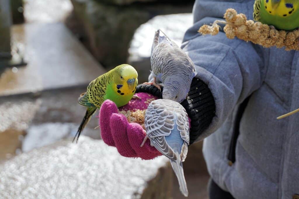 care for a budgie