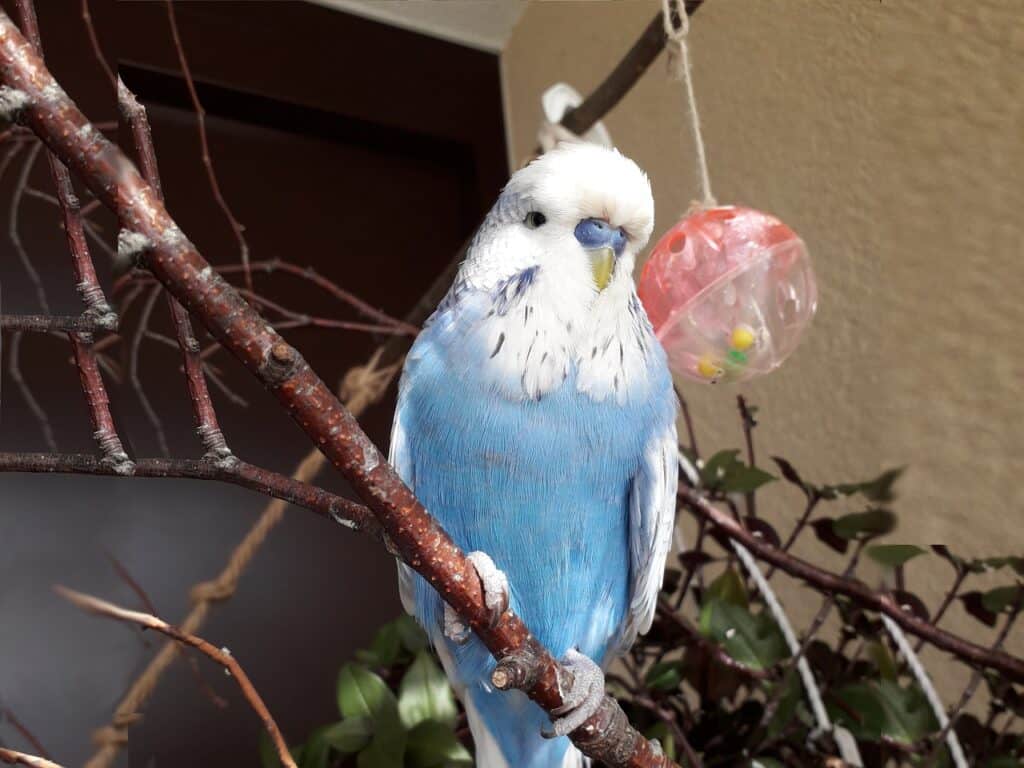 Difference between budgies and parakeets