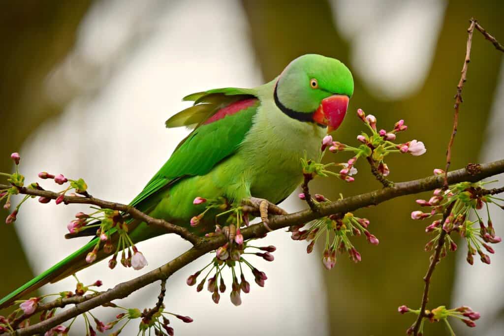 parakeets vs budgies