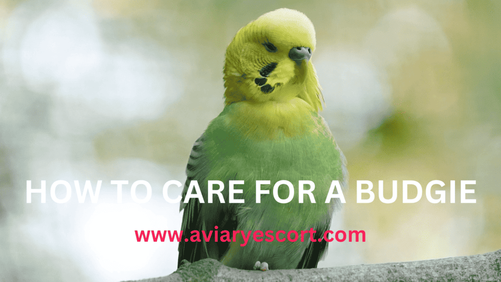 how to care for a budgie