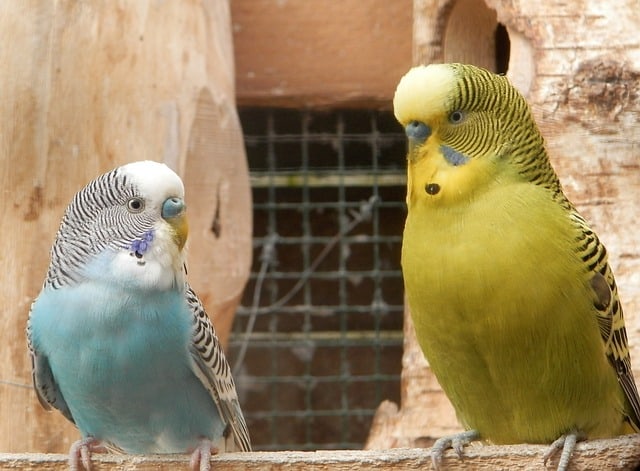 how many budgies should i get