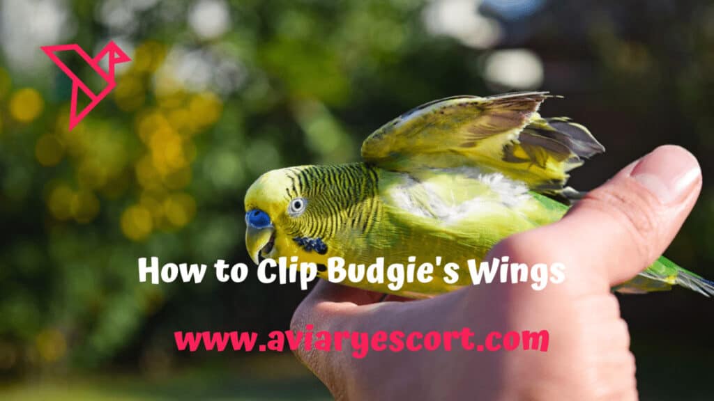 How to clip budgie's wings