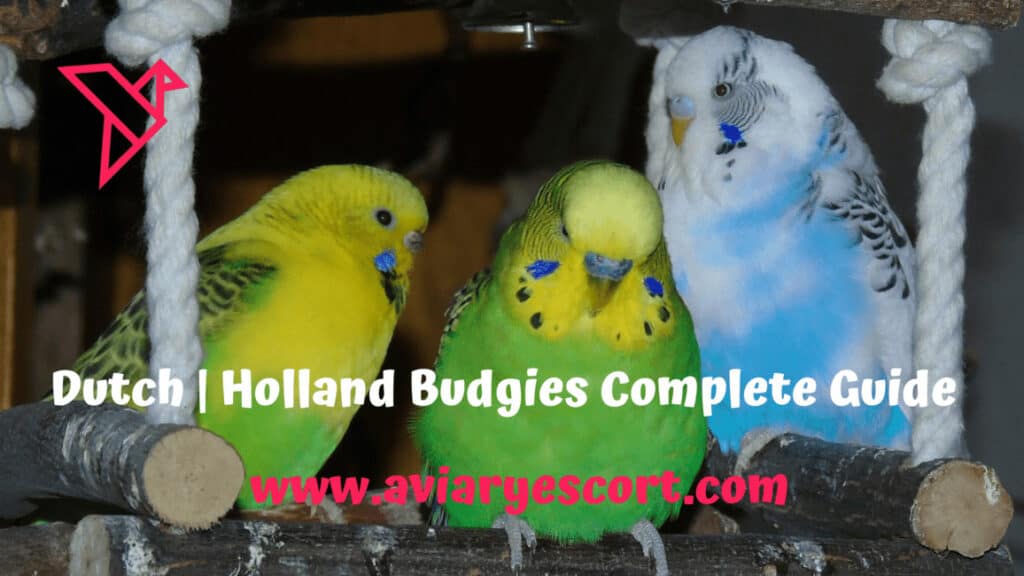 holland budgies