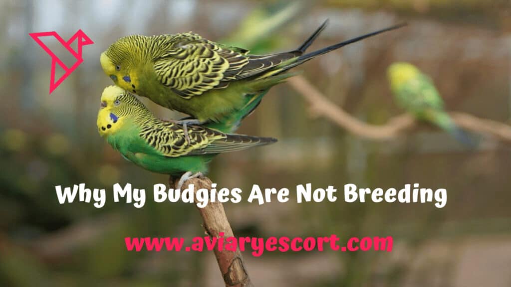 Why my budgies are not breeding