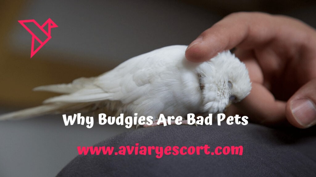 why budges are bad pets