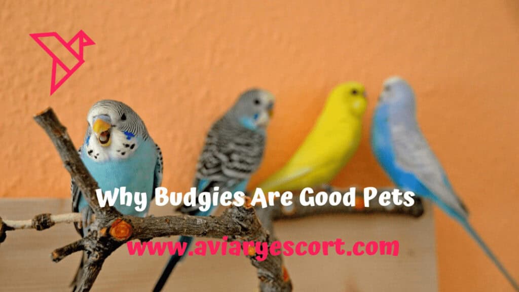 why budgies are good pets