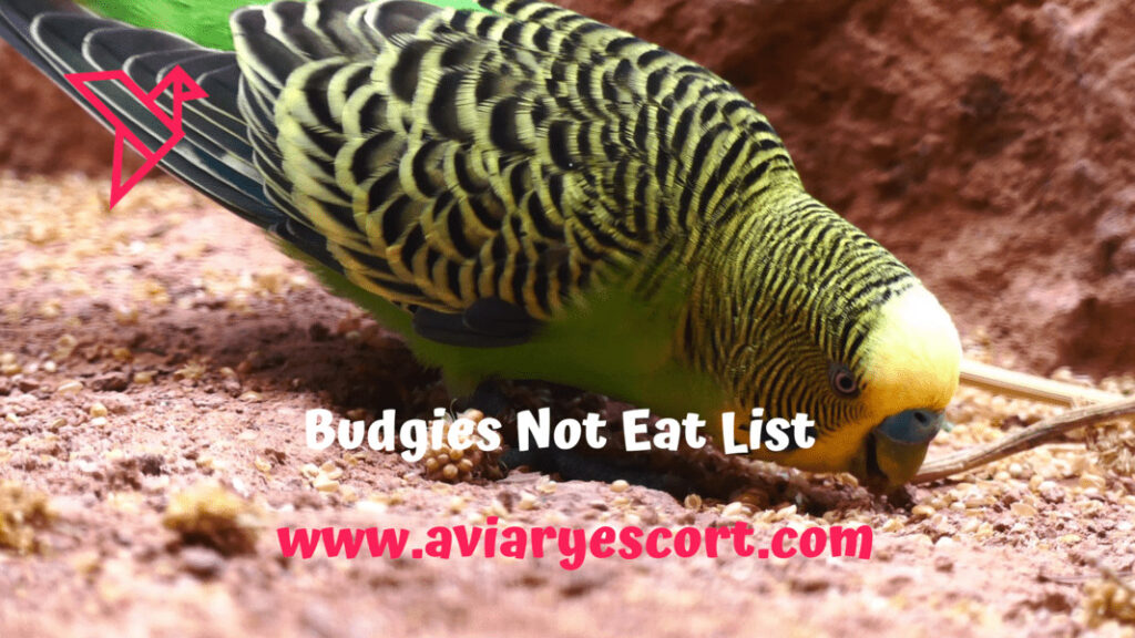 Budgies not eat list