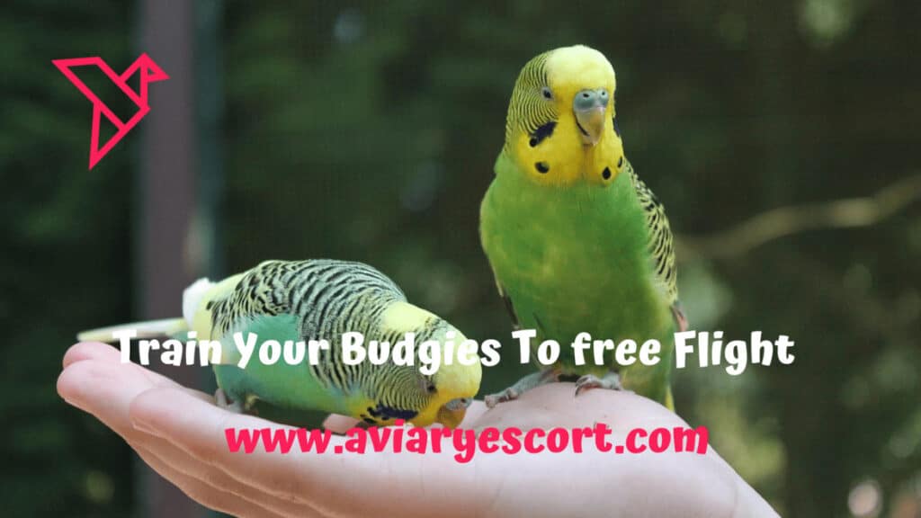 train your budgie to free flight