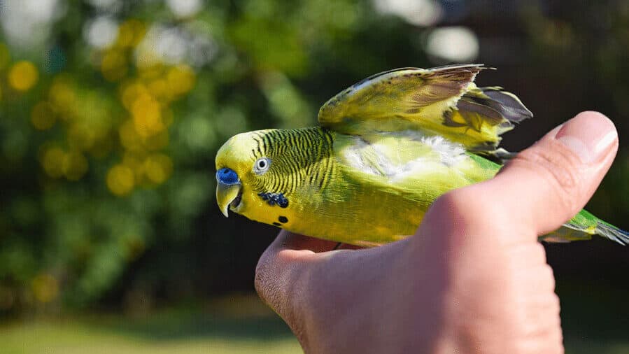 wing clipped budgie