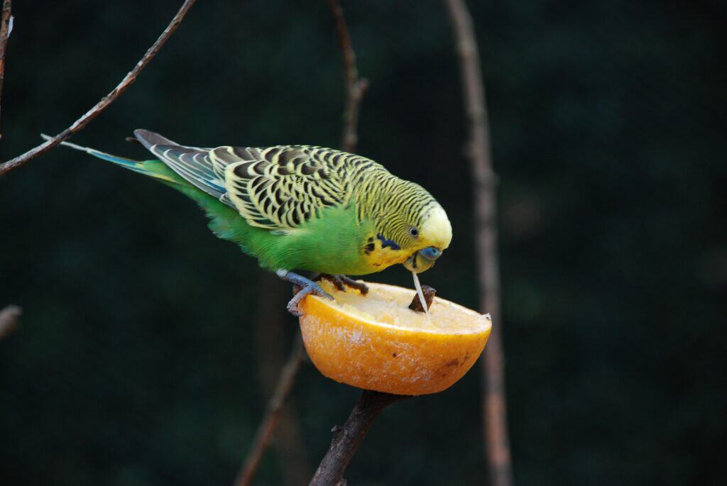 Budgie eating orange