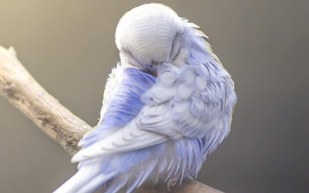 budgies in winter