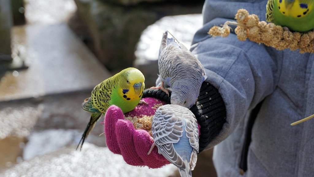 why budgies are good pets