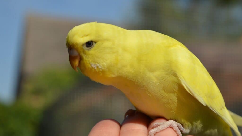 budgie out of cage 