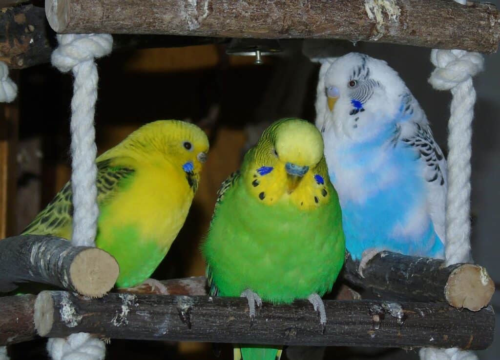 why budgies are bad pets