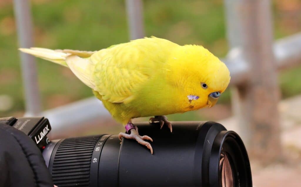 budgies as a pet