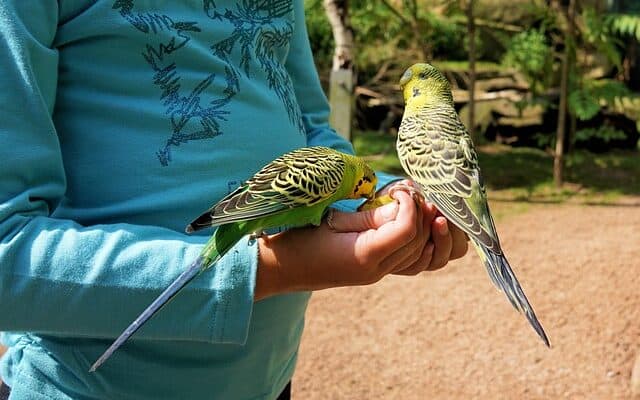 hand feeding baby budgie/parakeet