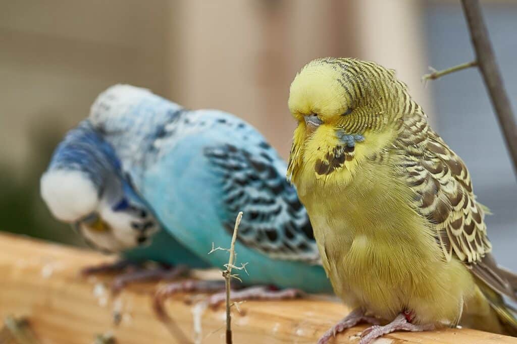 holland budgies