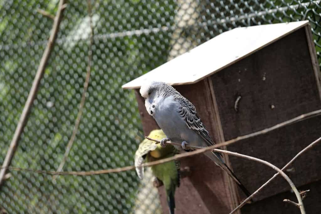 Will Budgie Sit on Infertile Eggs?