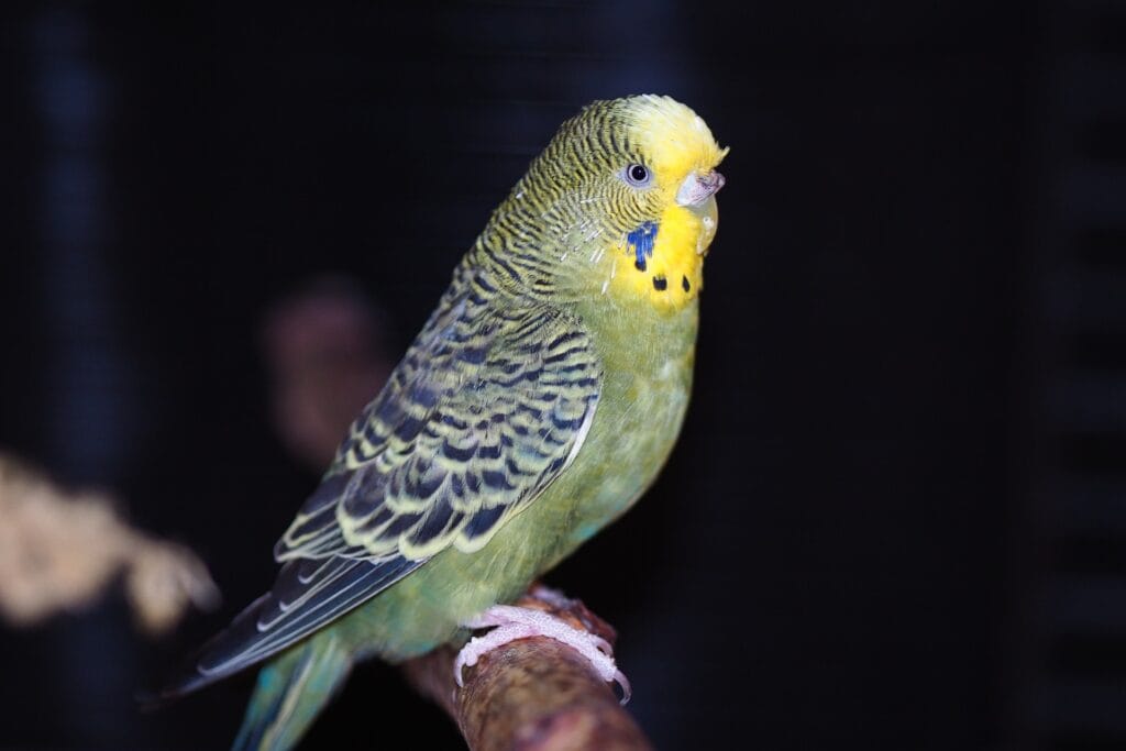 dutch hollland budgie