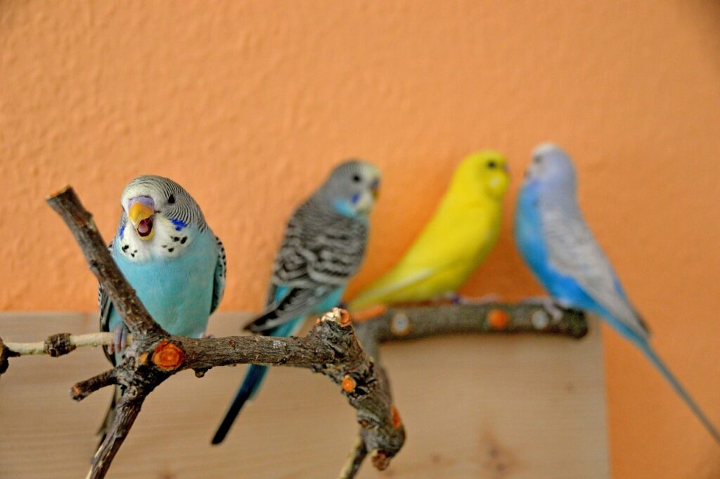 budgies fight solution