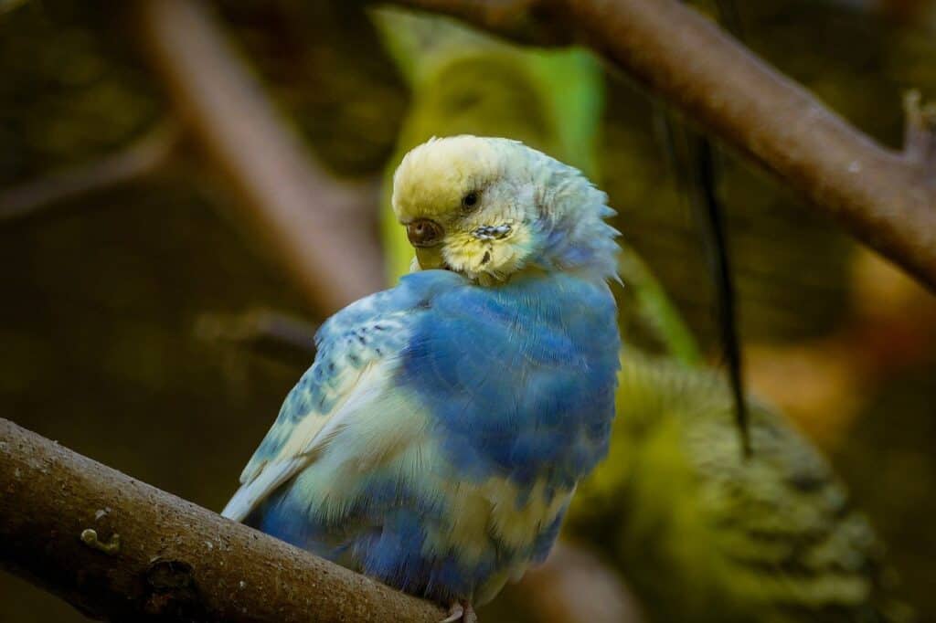 budgies in cold weather