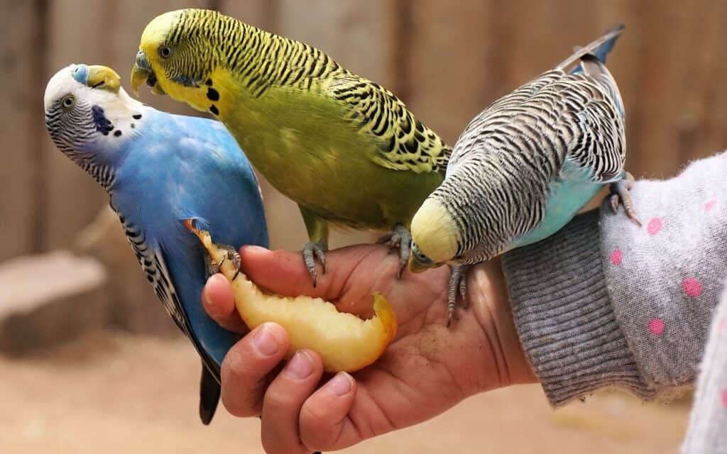 20 fruits that budgies can eat