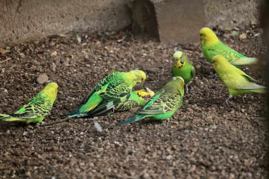 fight in budgies colony 