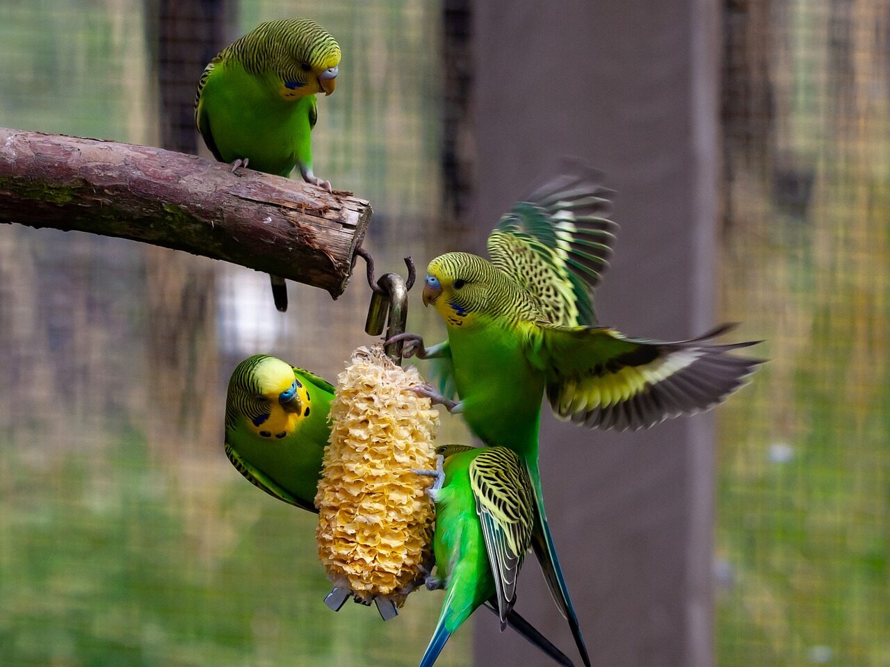 why do budgies fight